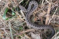 Vipera aspis