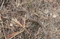 Vipera aspis