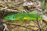 Lacerta bilineata