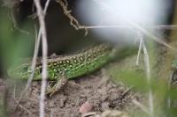 Lacerta agilis