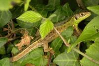 Lacerta bilineata