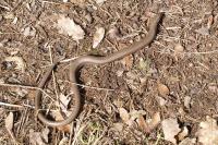 Anguis fragilis