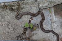 Zamenis longissimus