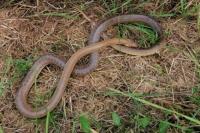 Zamenis longissimus