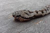 Vipera aspis