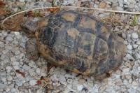 Testudo graeca