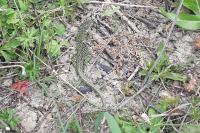 Lacerta bilineata