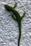 Lacerta bilineata