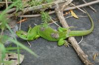 Lacerta bilineata