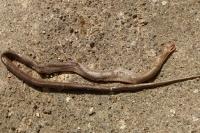 Zamenis longissimus