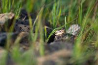 Vipera aspis