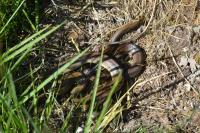 Zamenis longissimus