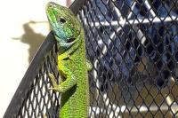 Lacerta bilineata