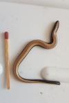 Anguis fragilis