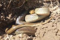 Zamenis longissimus