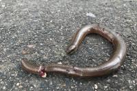 Anguis fragilis