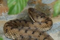 Vipera aspis