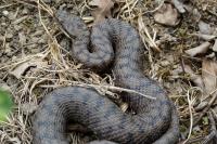 Vipera aspis