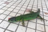 Lacerta bilineata