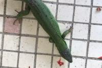 Lacerta bilineata