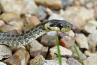 Zamenis longissimus