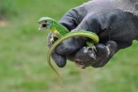 Lacerta bilineata