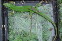 Lacerta bilineata