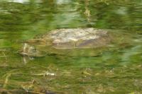 Mauremys leprosa