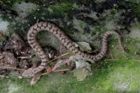 Vipera aspis