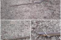 Zamenis longissimus