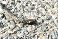Zamenis longissimus