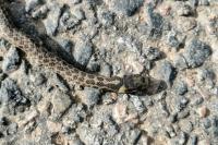 Zamenis longissimus
