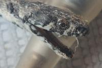 Natrix maura