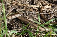 Anguis fragilis