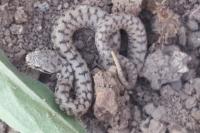 Vipera aspis