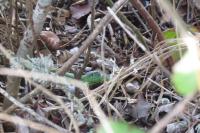 Lacerta bilineata
