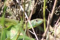 Lacerta bilineata