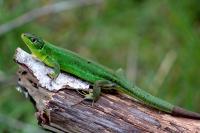 Lacerta bilineata