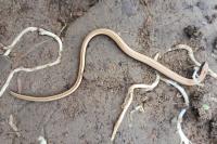 Anguis fragilis