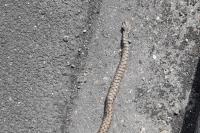 Vipera aspis