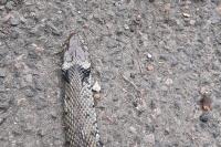 Natrix helvetica