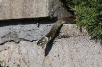 Natrix helvetica