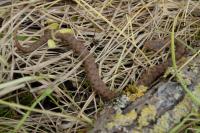 Vipera aspis