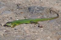Lézard à deux raies