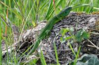 Lacerta bilineata