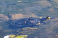 Trachemys scripta