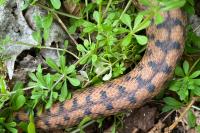 Vipera aspis