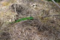 Lacerta bilineata