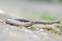 Anguis fragilis