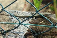 Podarcis muralis